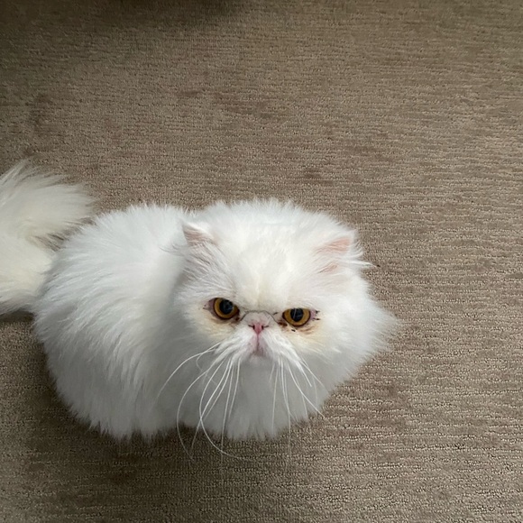 Meet your Posher, Poohcat2 ๐ป๐ป๐ป๐ป - Picture 5 of 6